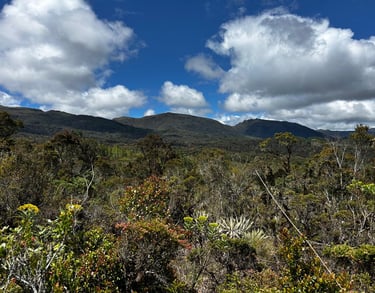 Bosque andino en Reserva Natural El Páramo, Guasca, Cundinamarca, Colombia