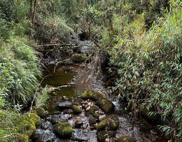 Río en bosque andino, Reserva Natural El Páramo, Guasca, Cundinamarca
