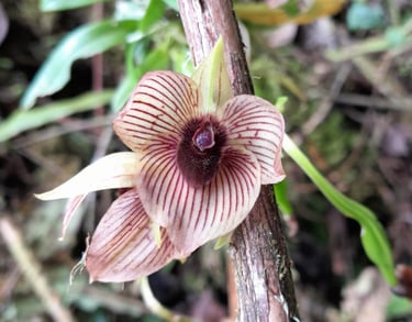 Telipogon sp. en Reserva Natural El Páramo, Guasca, Colombia