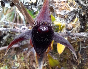 Telipogon falcatus en Reserva Natural El Páramo, Guasca, Colombia