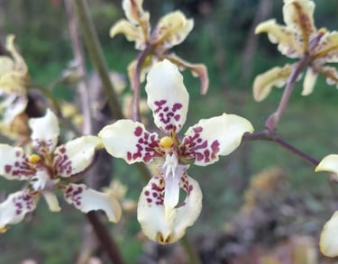 Caucaea phalaenopsis en Reserva Natural El Páramo, Guasca, Colombia