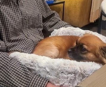 Calm brown dog resting peacefully in the Furr Lap, Pet Lap Bed