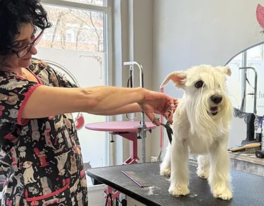 peluquera canina trabajando con perro en mesa de grooming