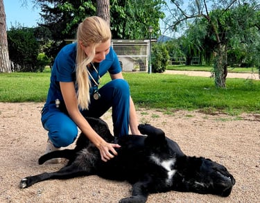 visita veterinaria a perro a domicilio