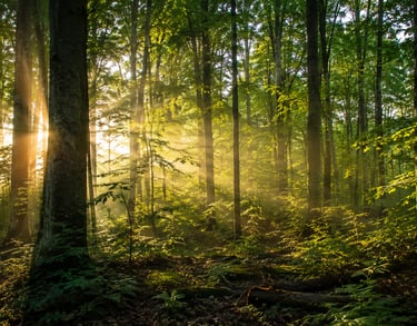 Sanctuaire de la foret