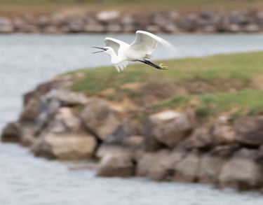 Aigrette garzette en plein vol