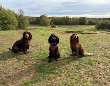 Three cocker spaniels sitting on a grassy field during a countryside dog walk.