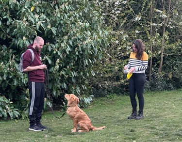 A young golden retriever working on general obedience with his handlers in Stourbridge