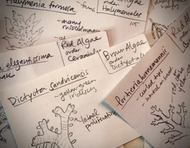 note cards of limu (seaweed) species by Erzsi Palko