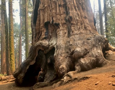 erzsi palko art - sequoia tree