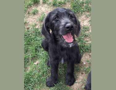 cucciolo labradoodle allevamento italia