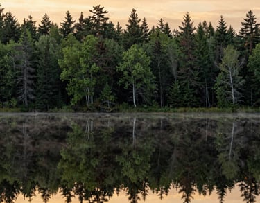 A calm Canadian landscape with a peaceful lake reflecting the moss green forest and a golden yellow morning sky, spacious and uncluttered composition.