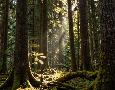 A photography shot of light shining through the canopy of a North American forest, moss green and golden yellow highlights, warm and compassionate mood.