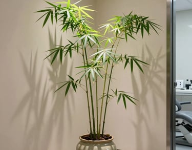A close up of a bamboo plant in a ceramic pot inside a minimalist dental office, soft beige walls, clean shadows.