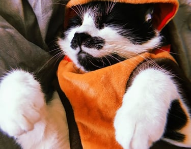 Gato con disfraz de ardilla