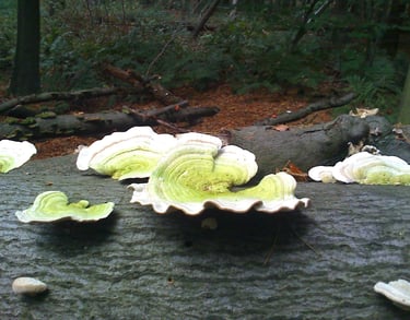 Waaiervormige zwammen op een boomstam, bosgrond in herfstlicht