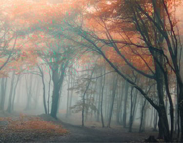 Mistig herfstbos met hoge bomen en oranje-rode bladeren, verlicht door zacht diffuus licht