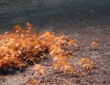 Herfstbladeren die door de wind over een bospad worden geblazen.