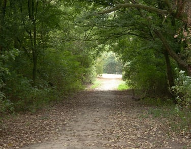 Bospaadje bedekt met bladeren dat uitkomt op een open, zonnige plek omringd door dicht groen geblade