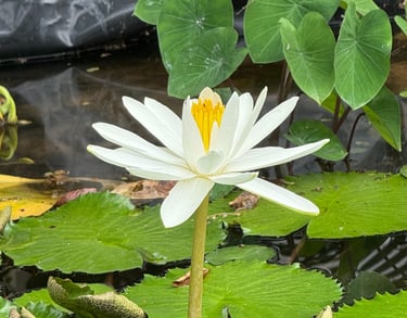 Fleur de nénuphar blanc en fleur dans un étang de jardin avec des nénuphars verts.