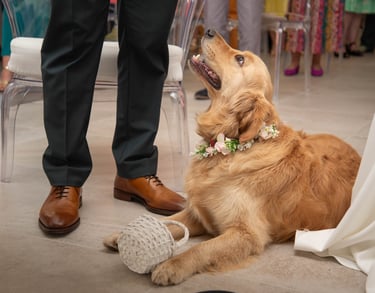 Photographe de mariage gers