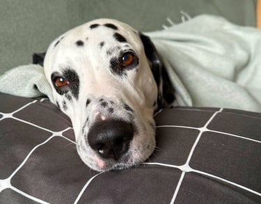 Face of a Dalmatian dog laying on a pillow and looking into a camera.