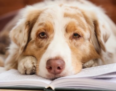 Chien Berger Australien allongé sur un livre, illustrant un chien calme et attentif