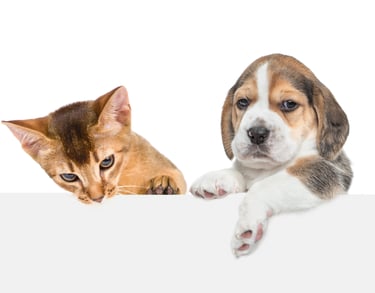 fido's pet sitters reviews, testimonials, Lynwood dog walking near me