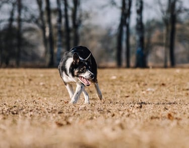 Border collie for sale