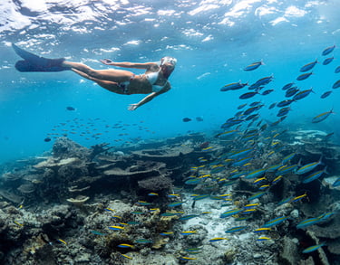 Freediving in Coral Garden of South Male Atoll in Maldives. Daily Excursion in Maldives. Corals.