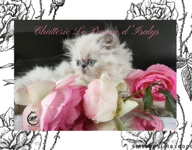 Notre jolie Sweety des persans d'Isalys a donné naissance à trois chatons ce  18 juin 2025. 