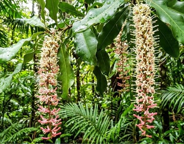 Australian macadamia floers in full bloom