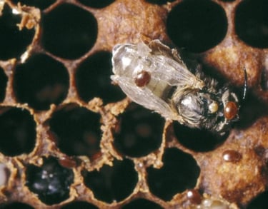 varroa mites on a bee