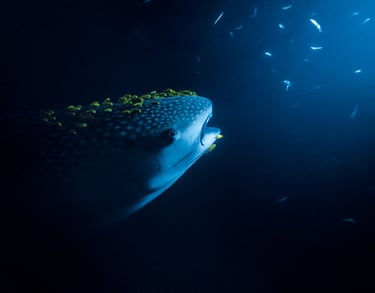 a whale is surrounded by smaller fishes