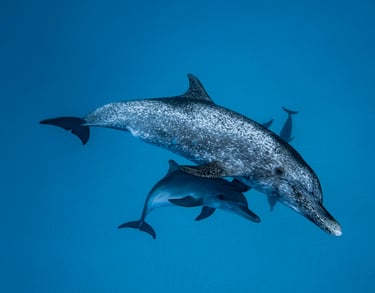 two dolphins swimming