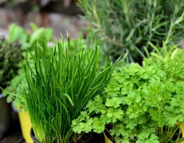 Fresh herb and kitchen garden setup on a modern Bangalore terrace.