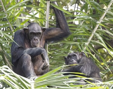 Two wild chimpanzees sitting and resting in the lush green canopy of a tropical forest.