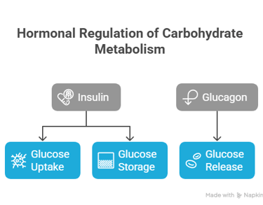 Hormonal regulation of Carbohydrate metabolism