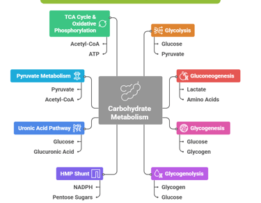 carbohydrate_metabolism_major_pathways
