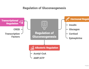 Gluconeogenesis-regulation