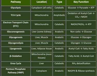 metabolic pathways