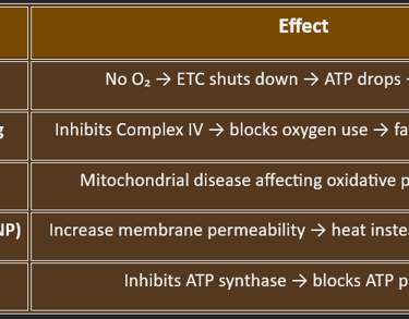 clinical significance oxidative phosphorylation