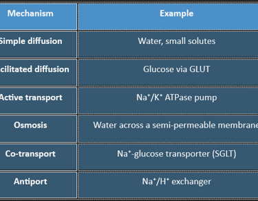 Transport Mechanism