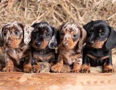Dachshunds Breeding Program in North Idaho.