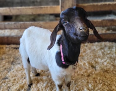 a black and white goat standing in a barn with a happy expression