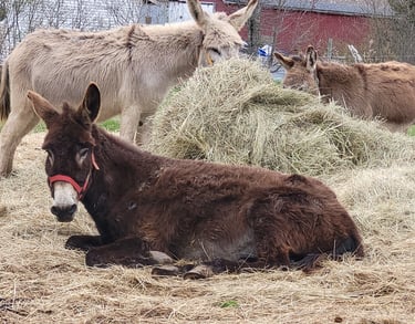 a donkey with a red halterlaying down and a donkey eating hay