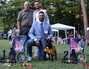 Raduno Sit Pavia Staffordshire bull terrier Grecalestaffs