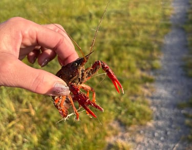 rivierkreeft tussen de vingers van een vrouw