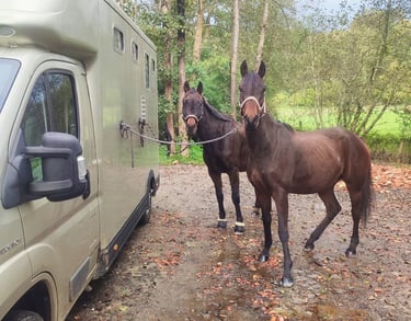 Deux chevaux attaché à un camion chevaux