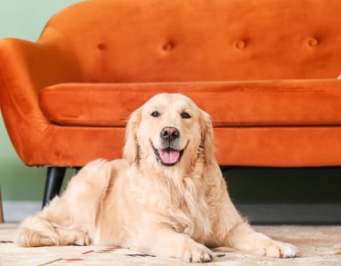 Retriver lays next to a bright orange sofa